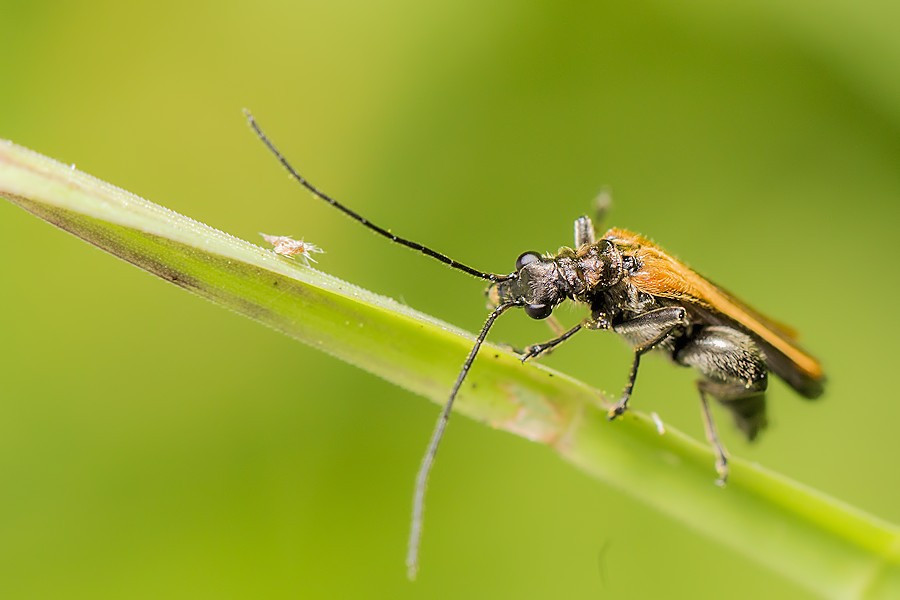 Käfer
