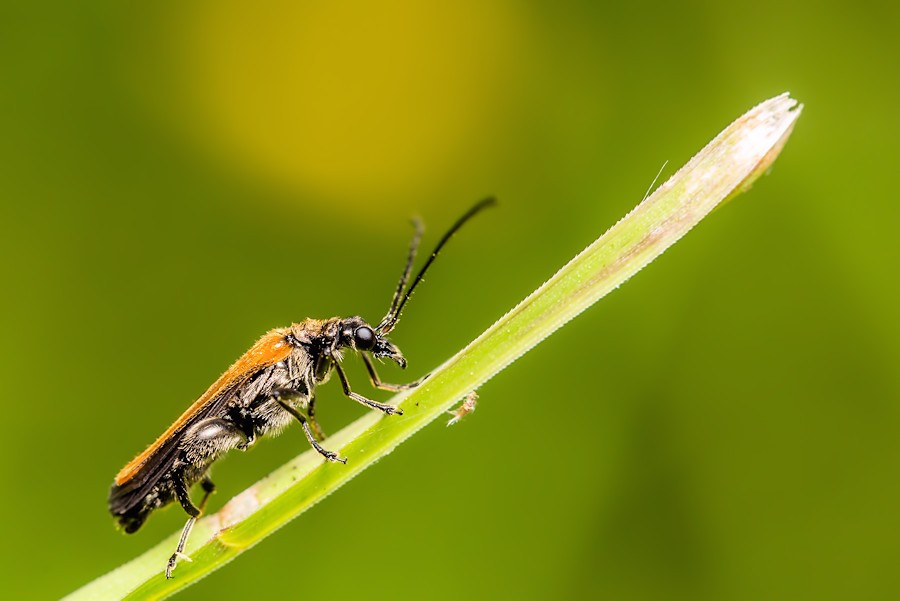 Käfer
