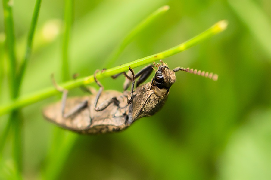 Käfer