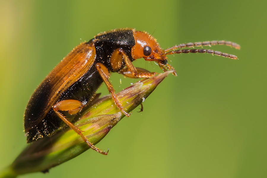 Käfer