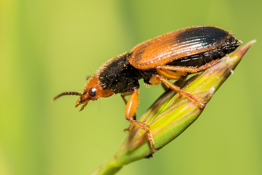 Käfer