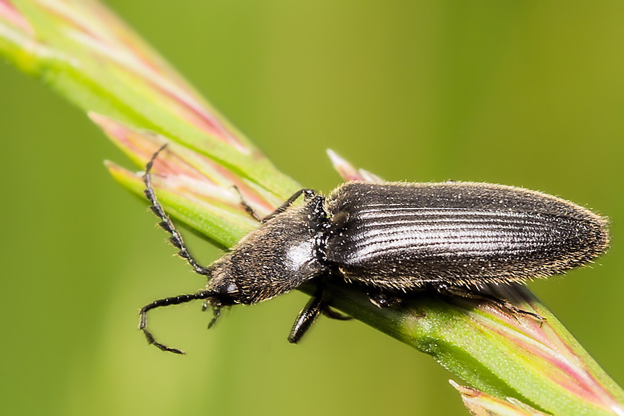 Käfer