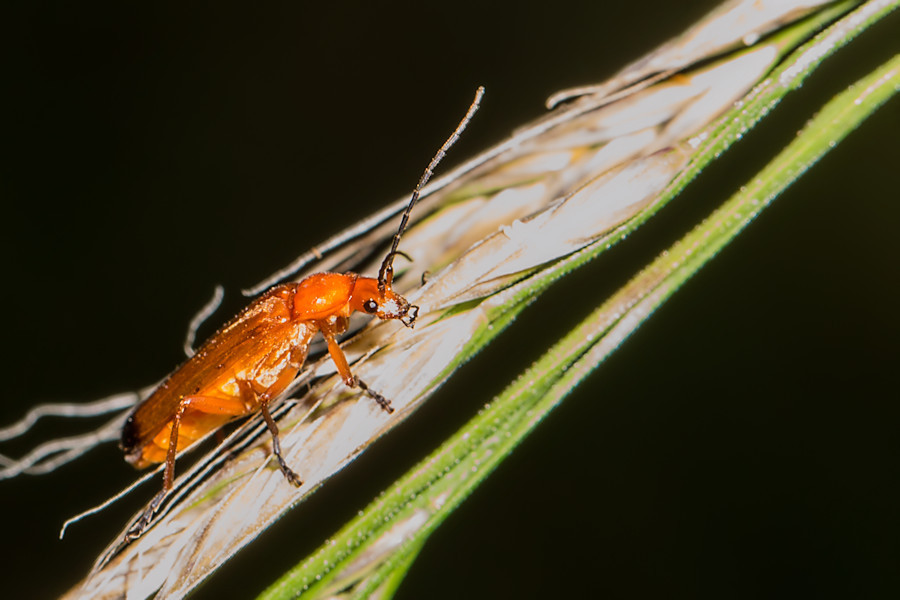 Käfer