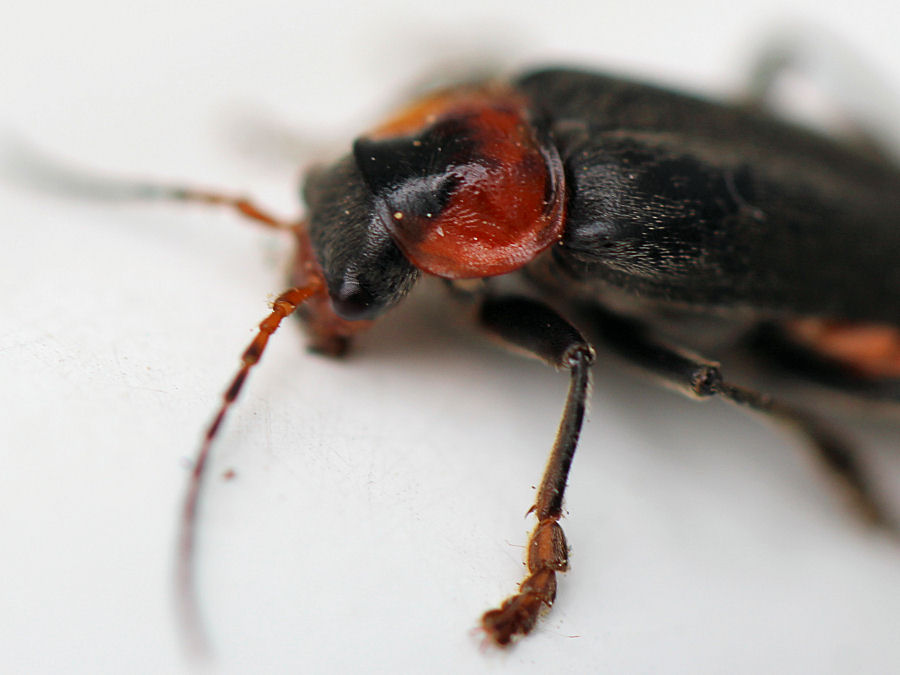 Käfer