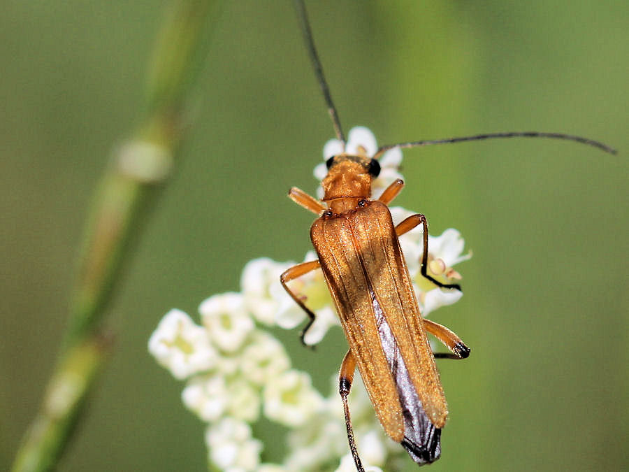 Käfer