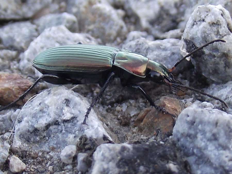 Käfer