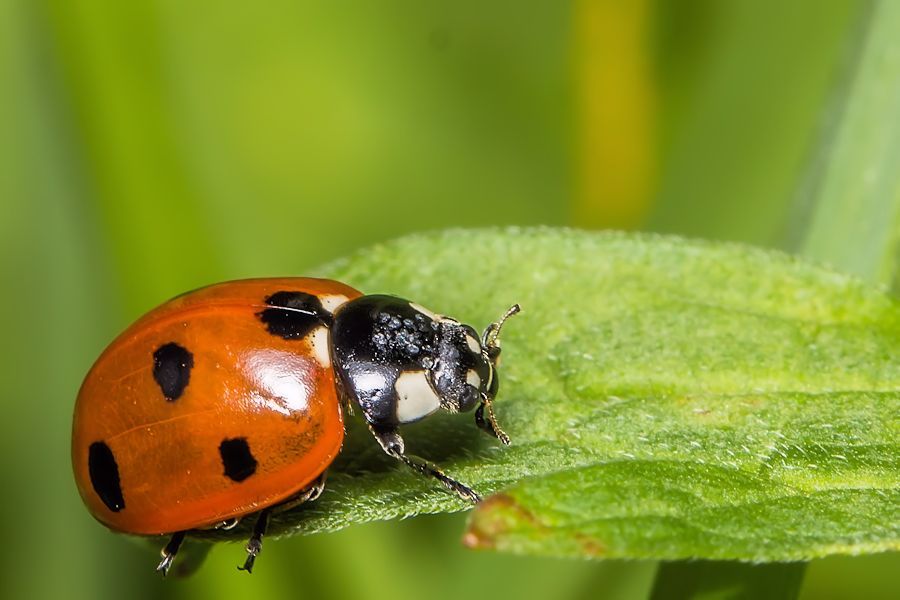 Marienkäfer