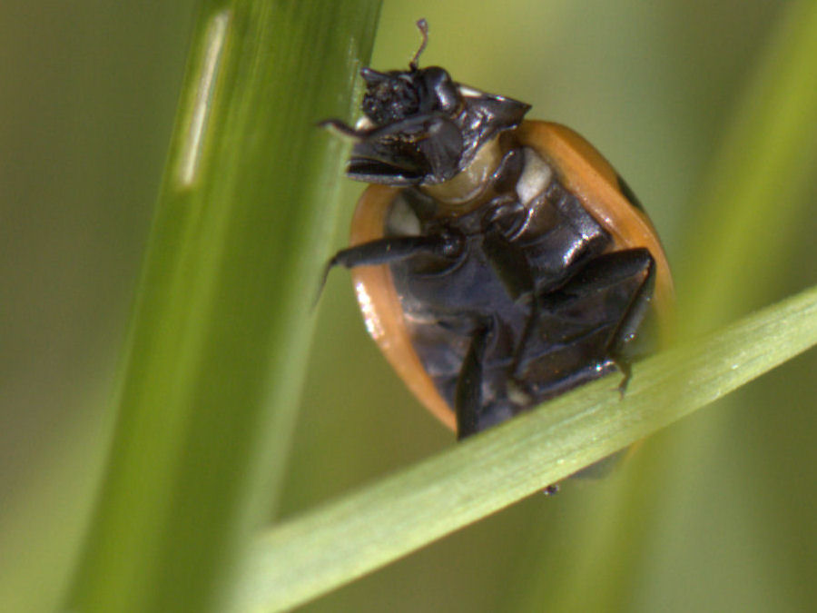 Marienkäfer