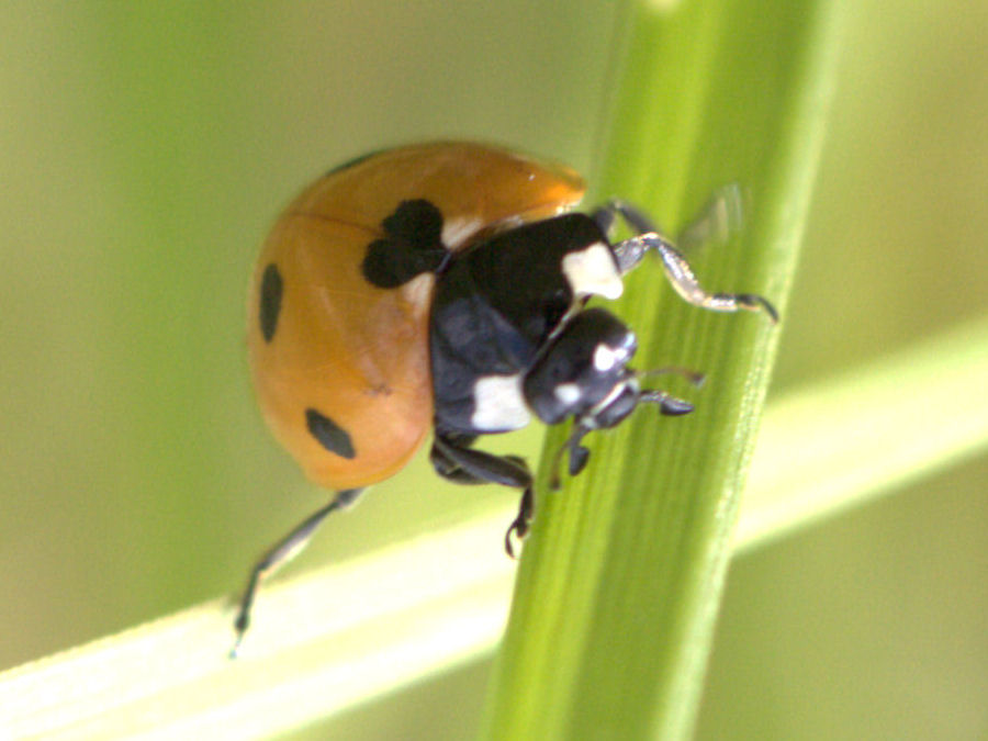 Marienkäfer