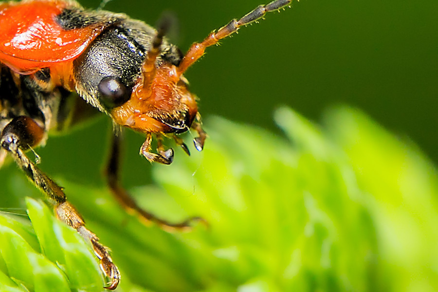 Rotschwarzer Weichkäfer