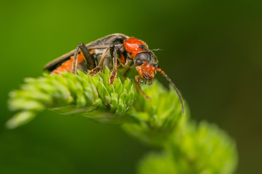 Rotschwarzer Weichkäfer