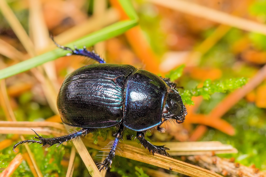 Waldmistkäfer