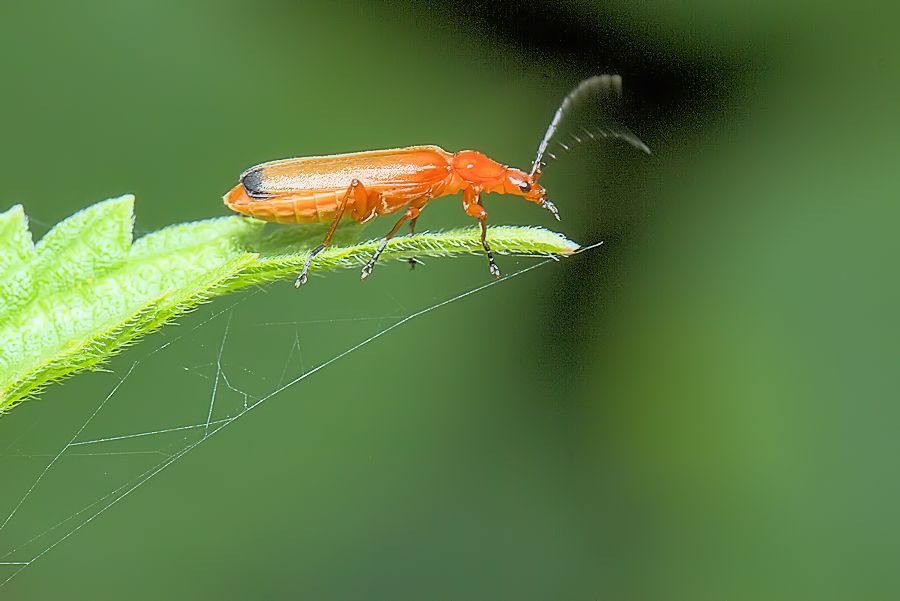 Weichkäfer