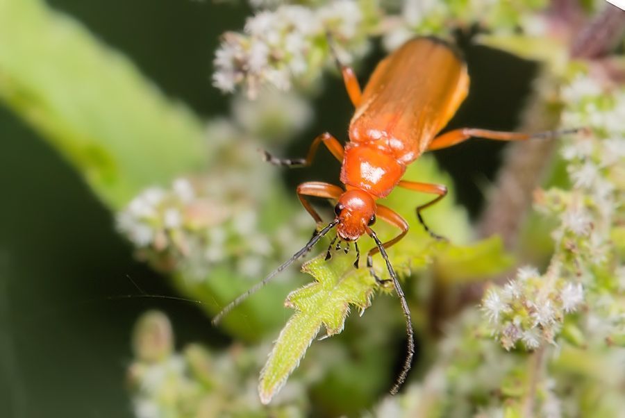 Weichkäfer