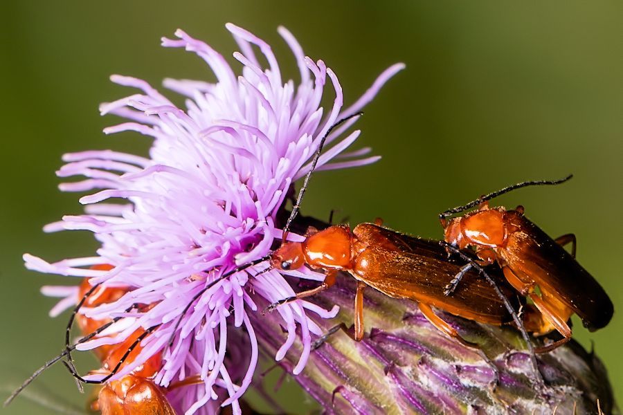 Weichkäfer