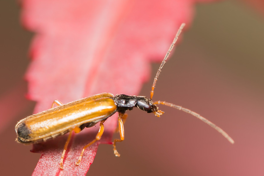 Weichkäfer