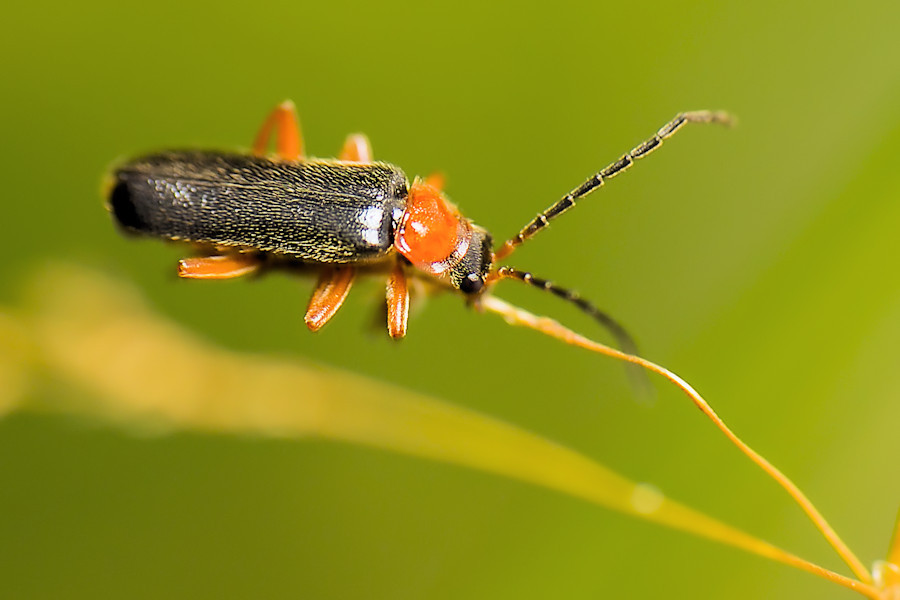 Weichkäfer