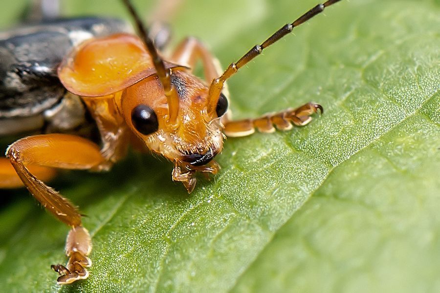Weichkäfer Kopf