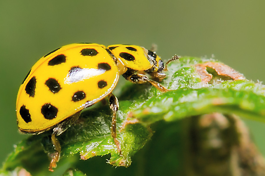 Zweiundzwanzigpunkt Marienkäfer