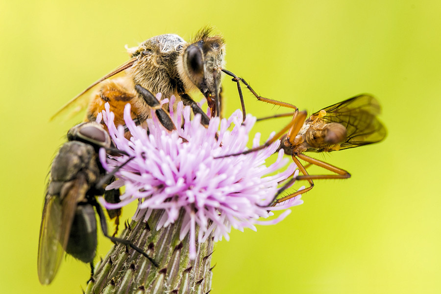 gut besuchte Blüte