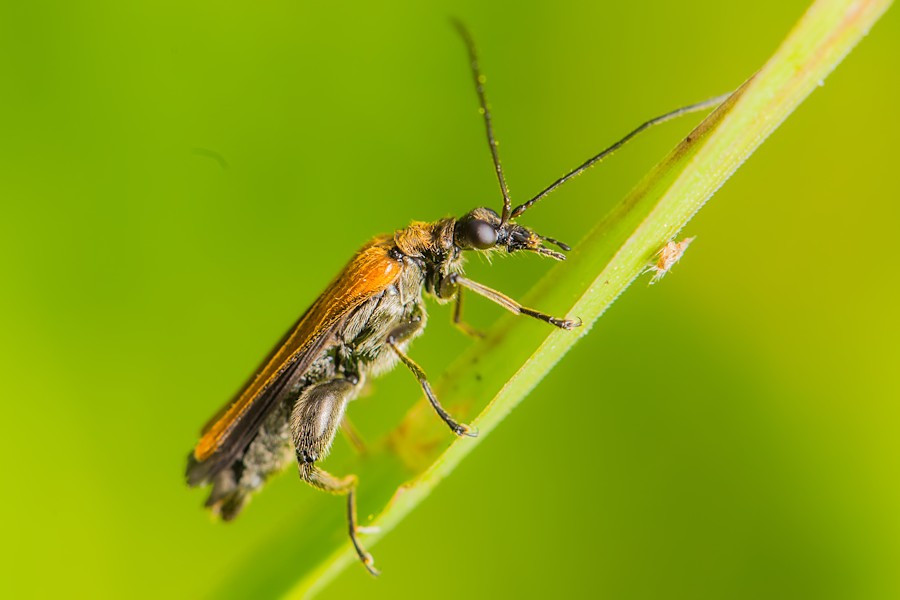 käfer