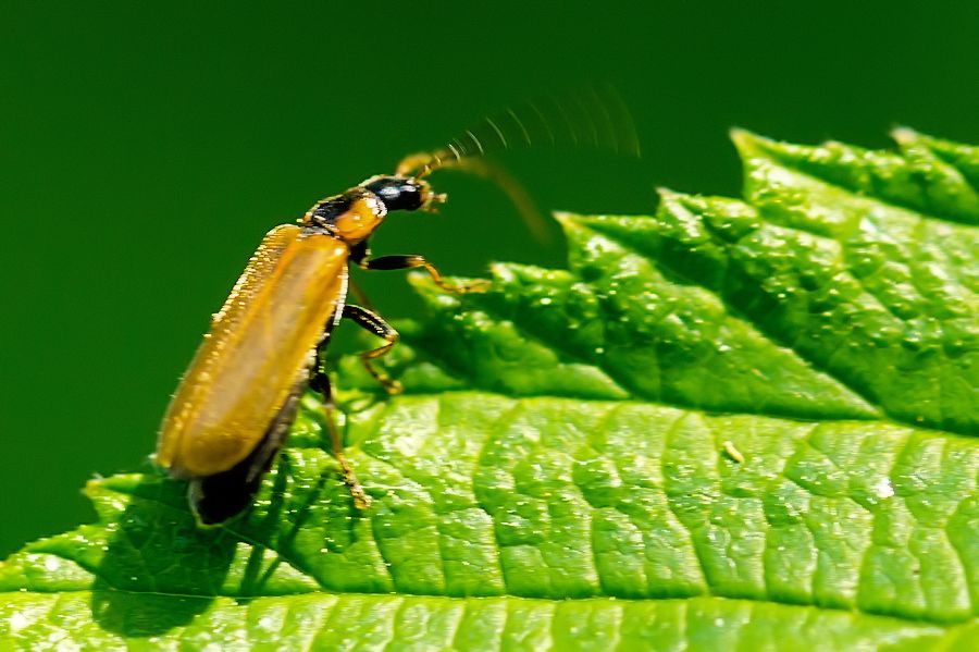 kleiner Käfer