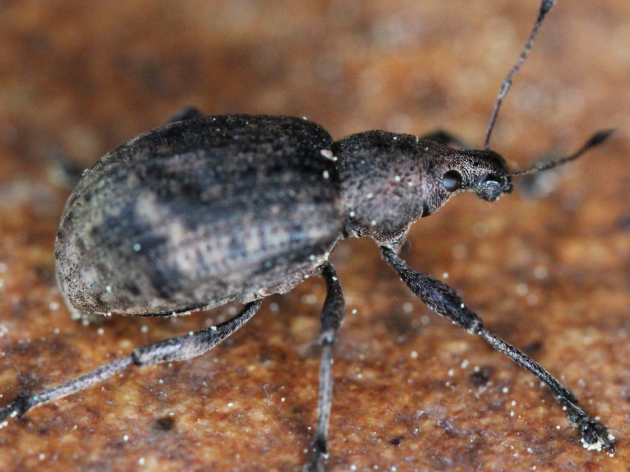 kleiner Käfer