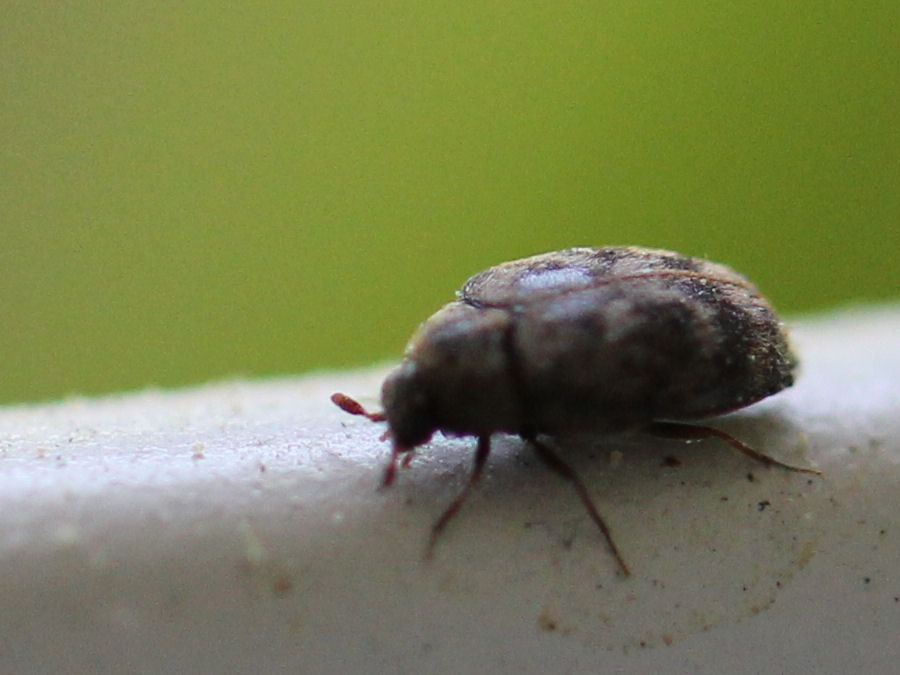 kleiner Käfer 2mm