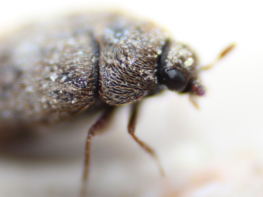 kleiner Käfer länge ca 2mm