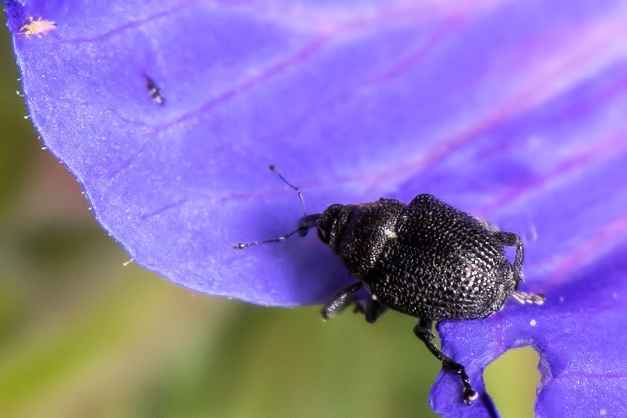 sehr kleiner Rüssselkäfer Länge ca 3mm