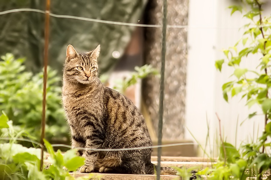 Fremde Katze in Nachbars Garten