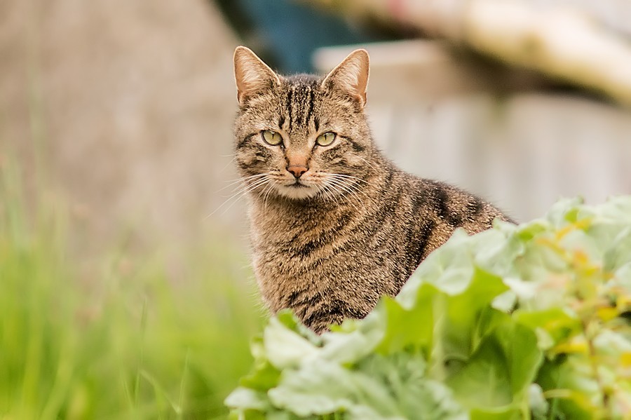 Fremde Katze in Nachbars Garten