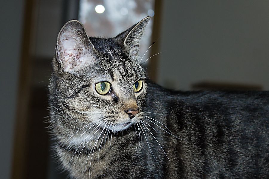 Frieda