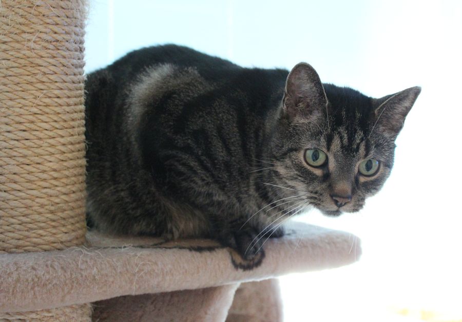 Frieda