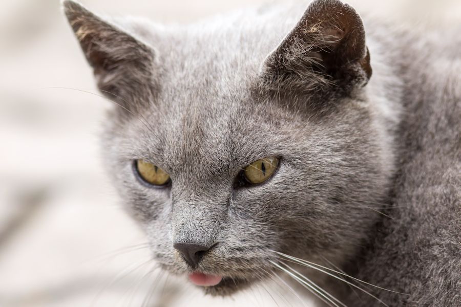 Kater Peter