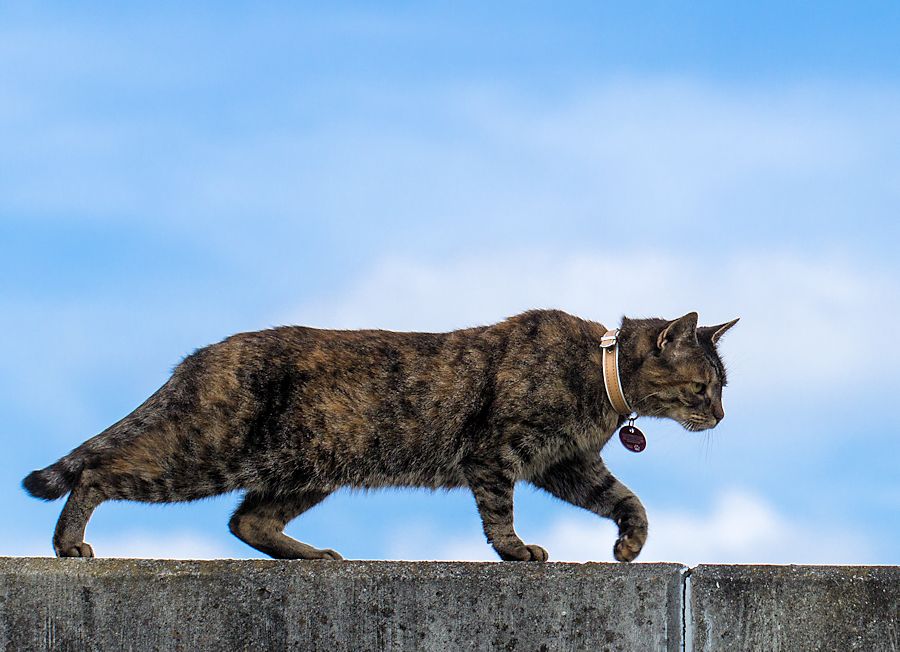 Katze