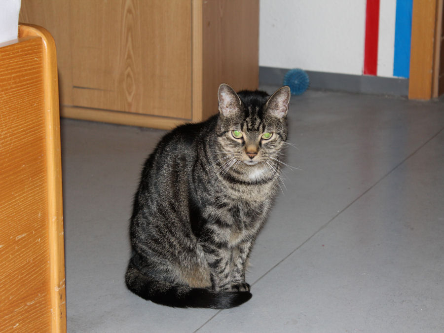 Katze Frieda