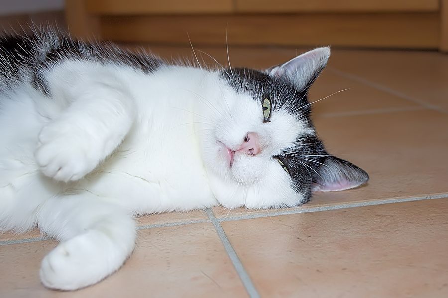 Lena