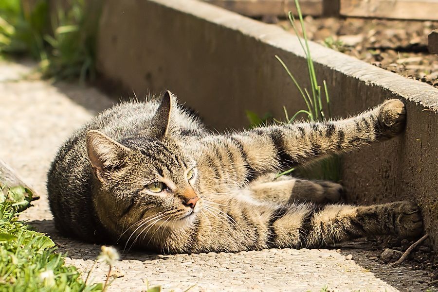 Nachbars Katze