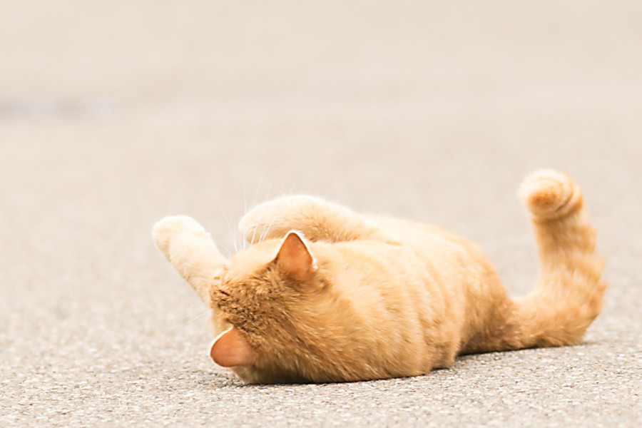Nachbars Katze