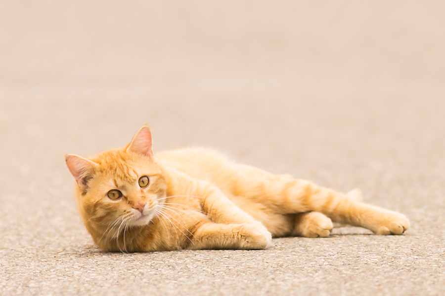 Nachbars Katze