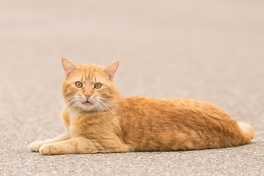 Nachbars Katze