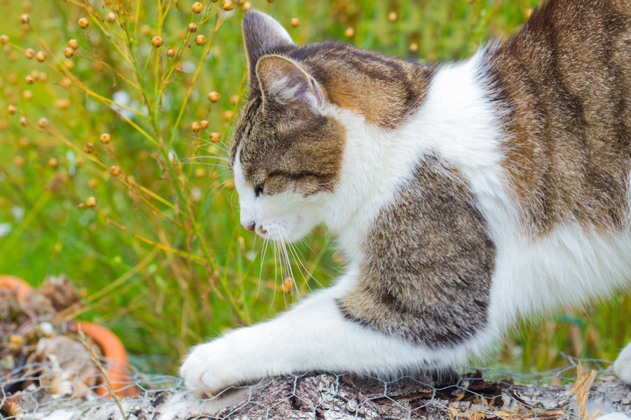 Nachbars Katze