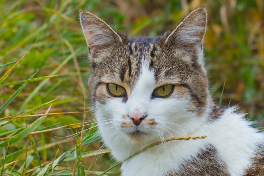 Nachbars Katze