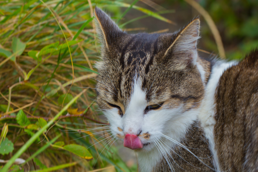 Nachbars Katze
