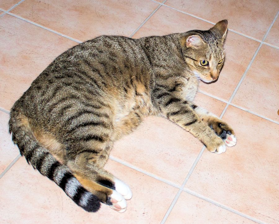 Tiger