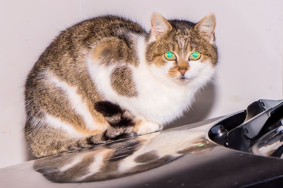 fremde Katze auf Nachbars Auto