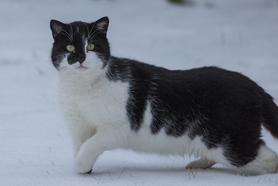 schwarz weisse Katze