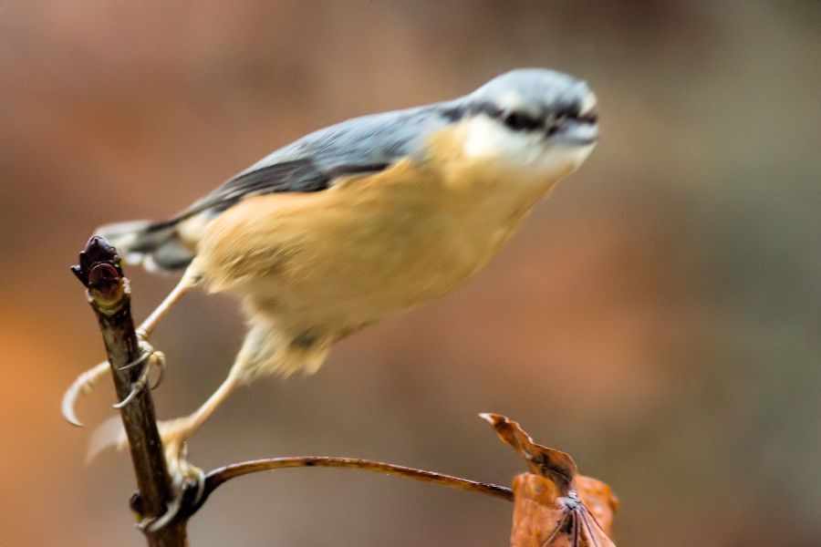 Kleiber beim Abflug