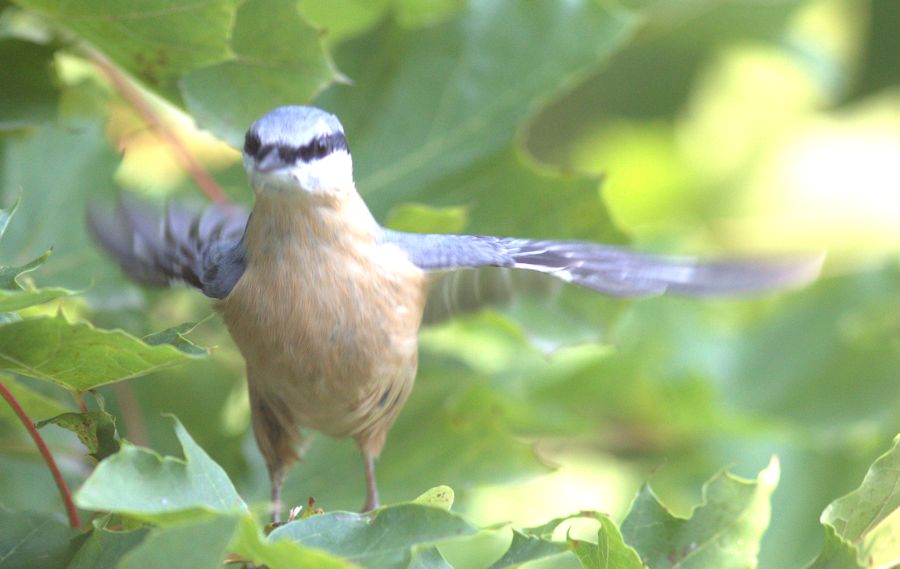 Kleiber im Anflug